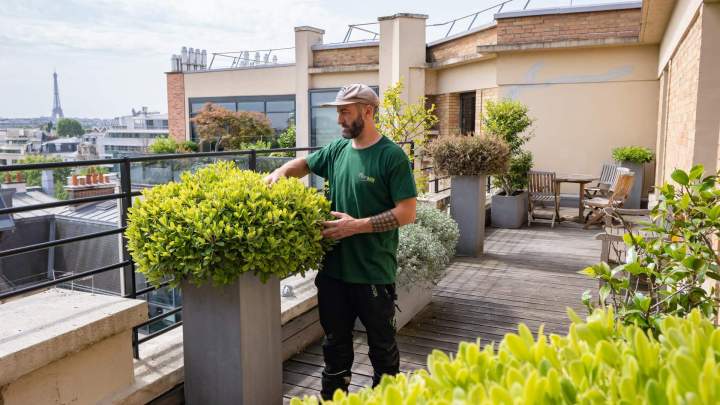 Entretien de jardin, Suresnes